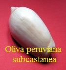 Oliva peruviana f. subcastanea, Vanatta 1915